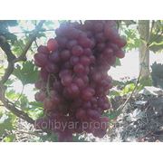 Черенки кишмиша Велес фото