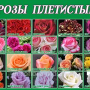 Розы плетистые в Молдове, 20 сортов фото