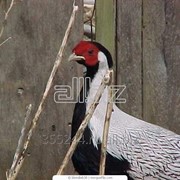 Фазаны фото