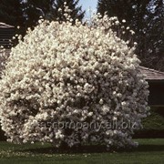Магнолия Стеллата Magnolia Stellata 20-30