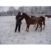 Зимние конные прогулки фотография