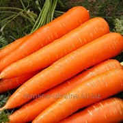 Семена моркови “Перфекция“ фото