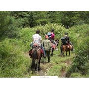 Прогулки конные прогулки в горах кемпинг ипотерапия. фото