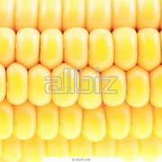 Кукуруза гибридная фотография