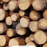 Продажа леса на экспорт: сосна, береза, граб фото