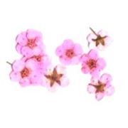 Сухоцветы светло-розовые, 10 шт. фото