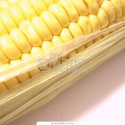 Кукуруза продовольственная