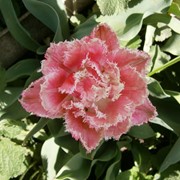 Луковицы коллекционных тюльпанов