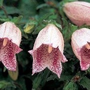 Колокольчик точечный (Campanula punctata) фото