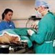 Все виды ветеринарных хирургических операций фото