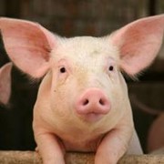 Свиньи мясных пород, купить свиней фото