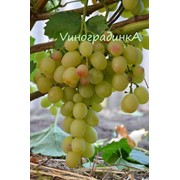 Саженцы винограда (сорт Лия) фотография