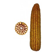Гібрид кукурудзи Столичний 190 СВ