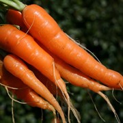 Грин Тим, Морковь столовая, весовая, сетка, 20 кг фото