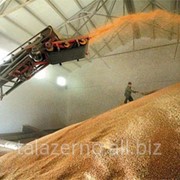 Пшеница от производителя от 500тн. Гарантия. Документы фото