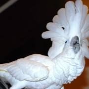 Белохохлый какаду (Cacatua alba) - ручные птенцы
