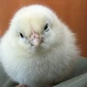Комбыкорм для цыплят бройлеров 6 недель и старше "ФИНИШ" фасовка 25 кг