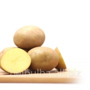 Картофель семенной Винета 1 РС фотография