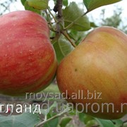 Саженец яблони осеннего срока созревания Кортланд