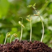 Регулятор роста растений Титан, ВР фото