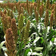 Семена Сорго и Сорго-суданского гибрида