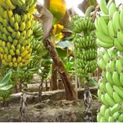 Туры выходного дня : Оранжерея банановых пальм фото