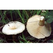 Мицелий (грибница) ВОЛНУШКИ БЕЛОЙ маточный зерновой биологически высушеный фото