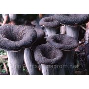 Мицелий (грибница) ЛИСИЧКИ СЕРОЙ маточный зерновой биологически высушеный фото