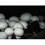 Мицелий гриба шампиньона , расфасовка по 1 кг купить в украине фото