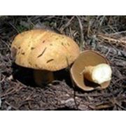 Мицелий Боровика ( белый гриб). Упаковка 2 кг. Расход на 4 м2. фото