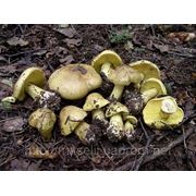 Мицелий (грибница) ЗЕЛЕНУШКИ маточный зерновой биологически высушеный фото