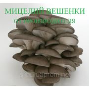 Міцелій Гливи (Вешенки) фото