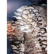 Качественный, высокоурожайный, зерновой мицелий грибов. фото