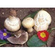 Мицелий (грибница) ШАМПИНЬОНА РАСТРЕСКИВАЮЩЕГОСЯ маточный зерновой биологически высушеный New фото