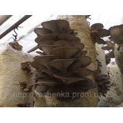 Штамм К-17 (универсальный) фото