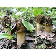 Мицелий (грибница) СМОРЧКОВОЙ ШАПОЧКИ маточный зерновой биологически высушеный New фото