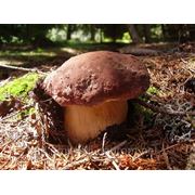 Мицелий (грибница) БЕЛОГО ГРИБА СОСНОВОГО маточный зерновой биологически высушеный фото