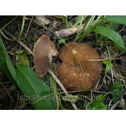 Мицелий (грибница) БЛЮДЦЕВИКА ЖИЛКОВАТОГО маточный зерновой биологически высушеный фото