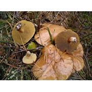 Мицелий (грибница) КОЗЛЯКА маточный зерновой биологически высушеный фото