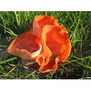 Мицелий (грибница) БЛЮДЦЕВИКА РОЗОВО-КРАСНОГО маточный зерновой биологически высушеный фото