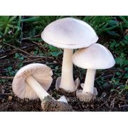 Мицелий (грибница) ВОЛЬВАРИЕЛЛЫ КРАСИВОЙ (ПРЕКРАСНОЙ) маточный зерновой биологически высушеный фото