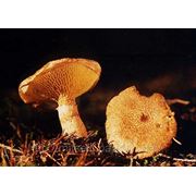 Мицелий (грибница) БОЛЕТИНУСА ПЛОДОНОЖКОВОГО маточный зерновой биологически высушеный фото