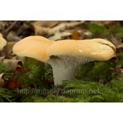 Мицелий (грибница) ЕЖОВИКА ЖЕЛТОГО ( ВЫЕМЧАТОГО ) маточный зерновой биологически высушеный фото