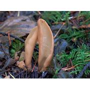 Мицелий (грибница) ЗАЯЧЬЕГО УХА маточный зерновой биологически высушеный фото