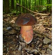 Мицелий (грибница) ДУБОВИКА КРАПЧАТОГО маточный зерновой биологически высушеный фото