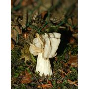 Мицелий (грибница) ЛОПАСТНИКА КУРЧАВОГО маточный зерновой биологически высушеный фото