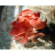 Мицелий (грибница) ВЕШЕНКИ РОЗОВОЙ (РОЗОВЫЙ ФЛАМИНГО) маточный зерновой биологически высушеный фото