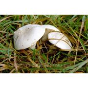 Мицелий (грибница) ПОДВИШЕННИКА ( ИВИШЕНЬ ) маточный зерновой биологически высушеный фото