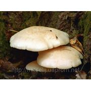 Мицелий (грибница) ВЕШЕНКИ ИЛЬМОВОЙ маточный зерновой биологически высушеный New фото