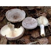 Мицелий (грибница) СЕРУШКИ ( СЕРУХА, ПОДОРЕШНИК, ПОДОРОЖНИЦА ) маточный зерновой биологически высушеный фото